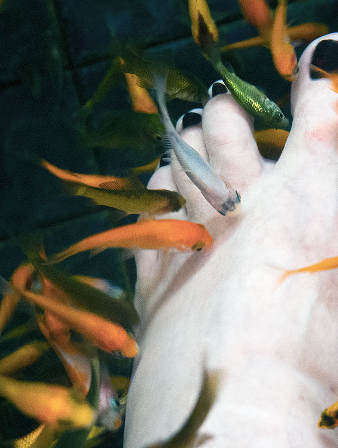 Dr Fish pedicure in Jiaoxi Taiwan. Where thousands of garra rufa fish nibble dead skin from your feet. How does it feel? Is it safe? I have my feet gummed so you can read all about it.