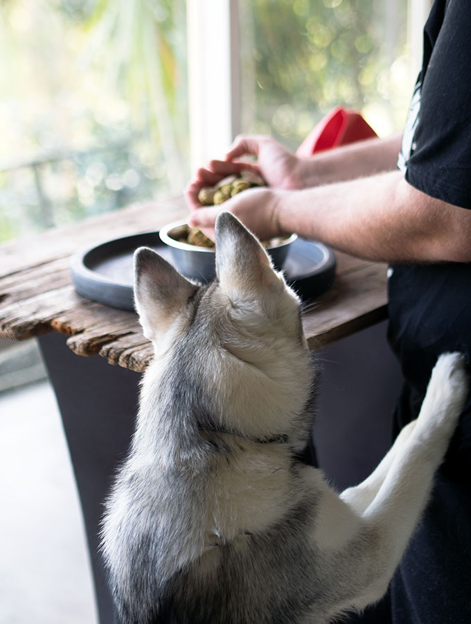 Harley the Super Husky: These pea and rosemary dog treats with have your favourite puppy doing back flips. Only 4 ingredients and easy peasy to make.