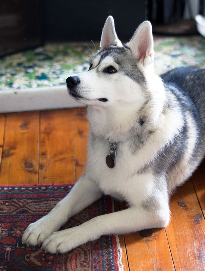 Harley the Super Husky: These pea and rosemary dog treats with have your favourite puppy doing back flips. Only 4 ingredients and easy peasy to make.