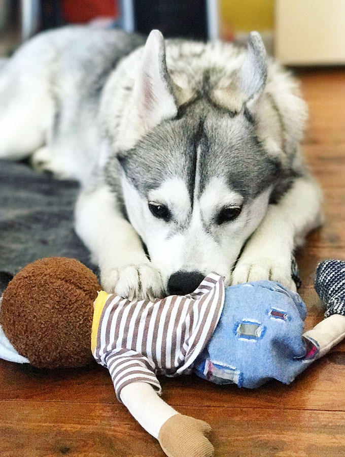 Harley the Super Husky: These pea and rosemary dog treats with have your favourite puppy doing back flips. Only 4 ingredients and easy peasy to make.