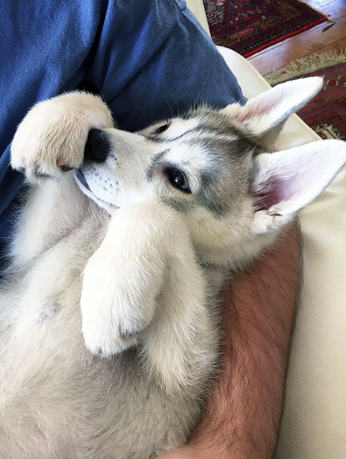 Harley the Super Husky: These pea and rosemary dog treats with have your favourite puppy doing back flips. Only 4 ingredients and easy peasy to make.