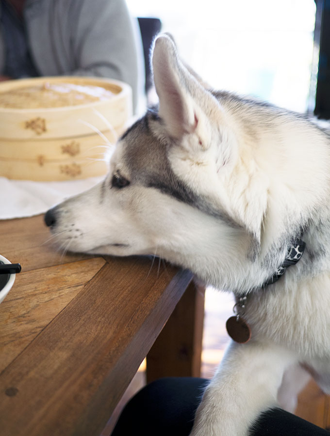 Harley the Super Husky enjoying home cooked yum cha with the family