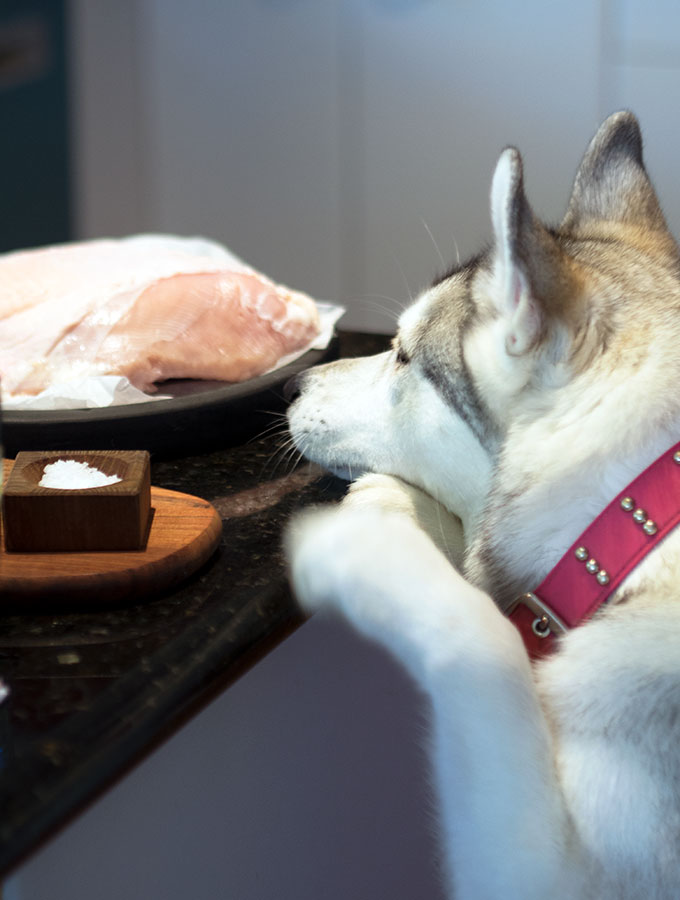 Harley the Super Husky checking out our easy poached turkey recipe