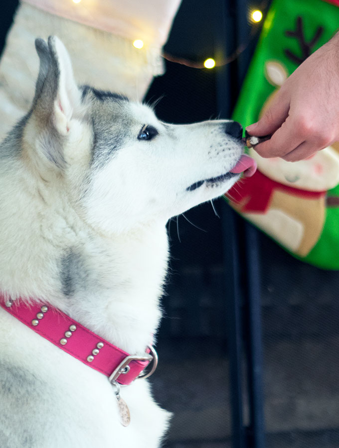 Harley the Super Husky eating Carob Rocky Road