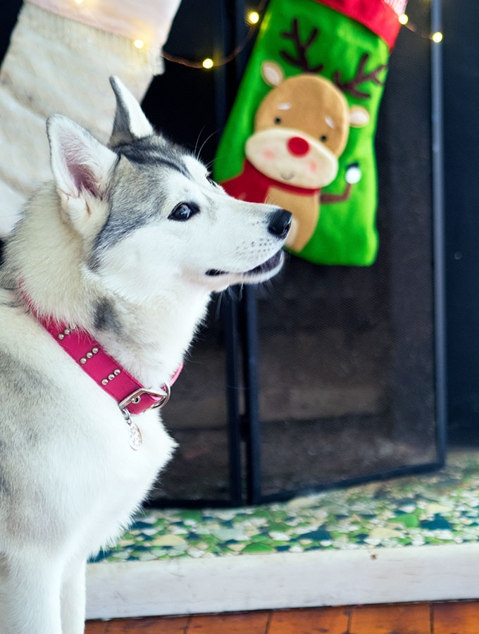 Harley the Super Husky eating Carob Rocky Road