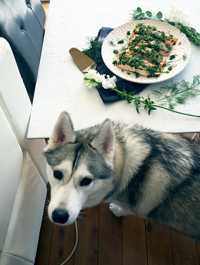 Harley the Super Husky helping me out with Quick Herb Roasted Salmon Fillets
