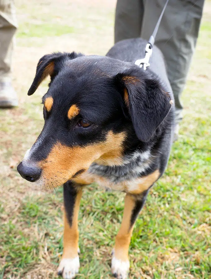 Bella the truffle dog