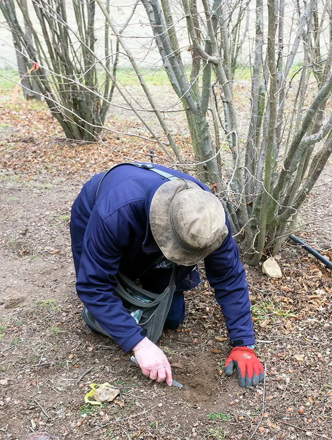 It is hands on work finding black truffles