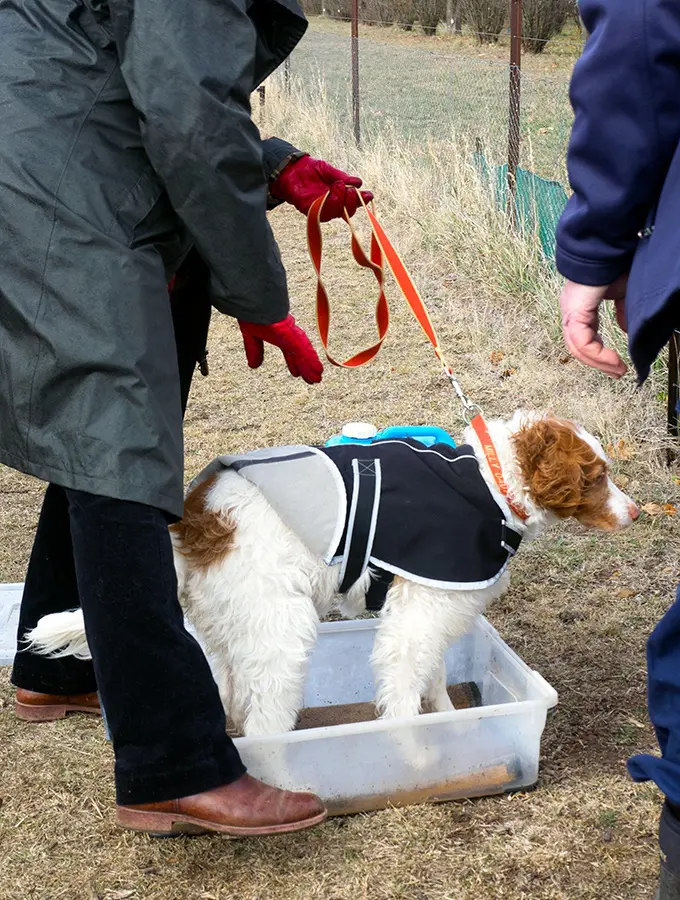 Truffle dog walking through a foot bath before entering the truffiere