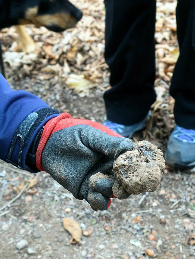 Australia produces some of the best truffles in the world.