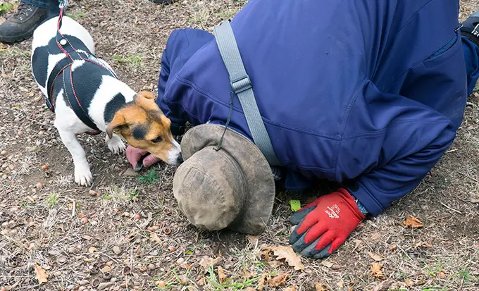 Truffle grower deciding if a truffle is ready to harvest