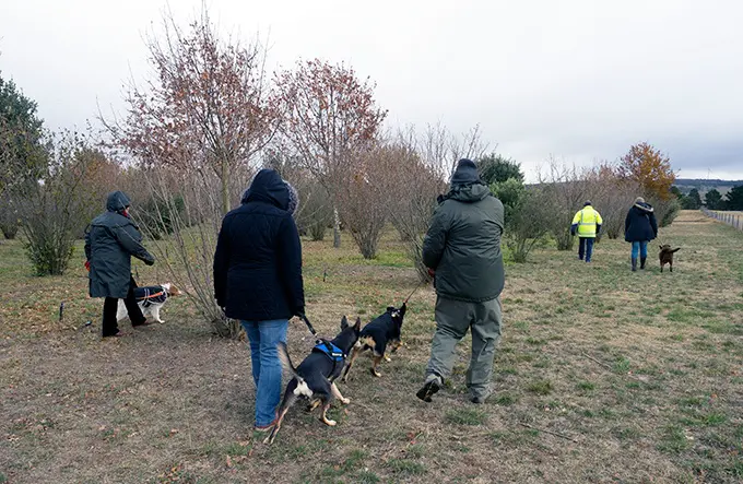 Dogs hunting for perigord truffles