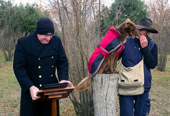 The blessing of the truffle dogs