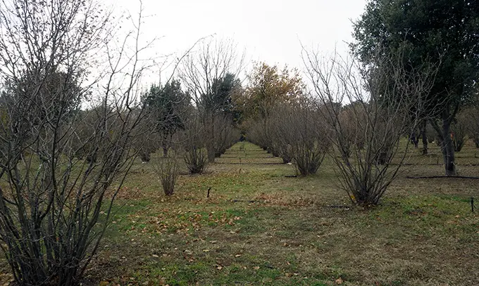 A truffiere is where truffles are grown