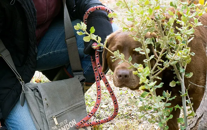 Truffle dog hunting for truffles