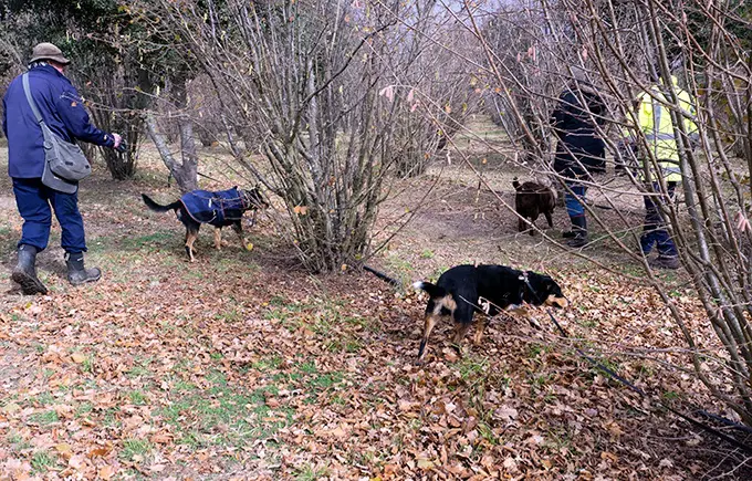 The blessing of the truffle dogs and truffle hunt at Tarago Truffles