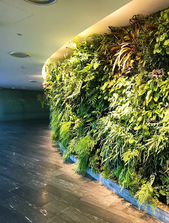 Qantas First Class Lounge Sydney - the living vertical wall entrance to the lounge, planted with over 8,000 plants