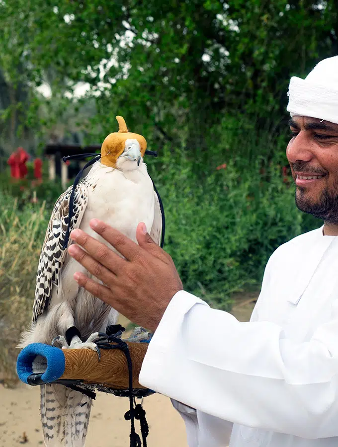 Where to see falcons in Dubai - Bab Al Shams Resort and Spa