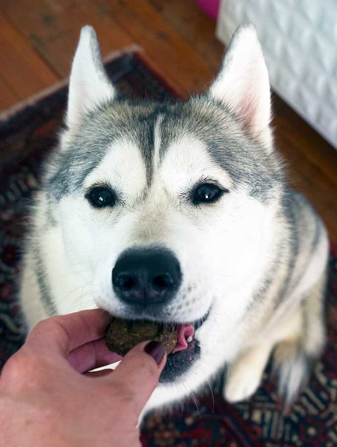 can husky puppies eat peanut butter