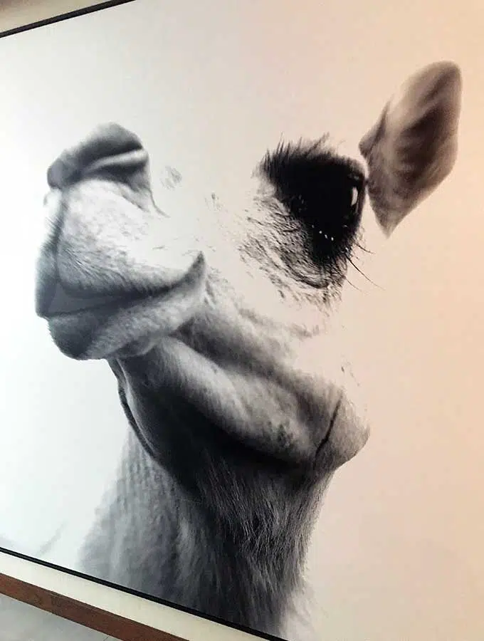 photo on the wall of the hotel room of a camel head