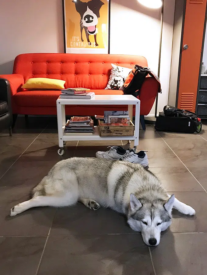 harley the husky from belly rumbles sleeping in the lounge room at the dog house port macquarie