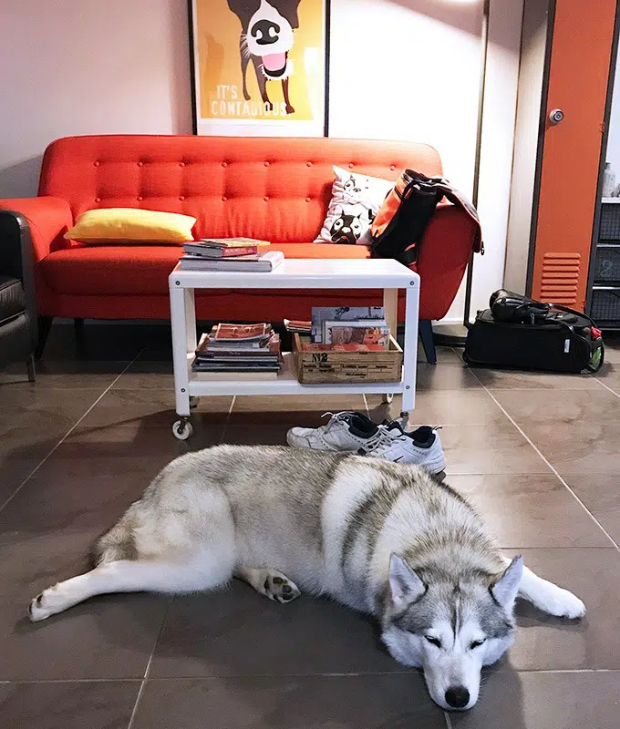 harley the husky from belly rumbles sleeping in the lounge room at the dog house port macquarie