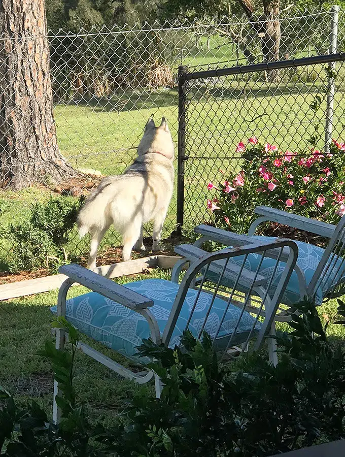 harley the husky from belly rumbles looking out at the paddocks at the dog house dog friendly accommodation in port maquarie