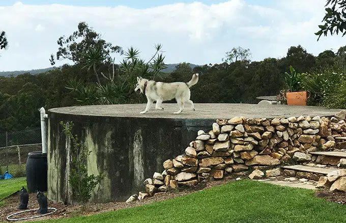 harley the husky from belly rumbles on top of the water tank at the dog house dog friendly accommodation in port maquarie