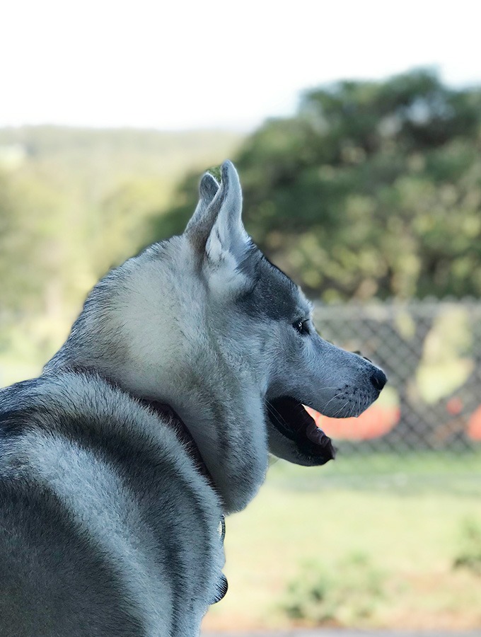 harley the husky from belly rumbles looking out over the backyard at the dog house port macquarie