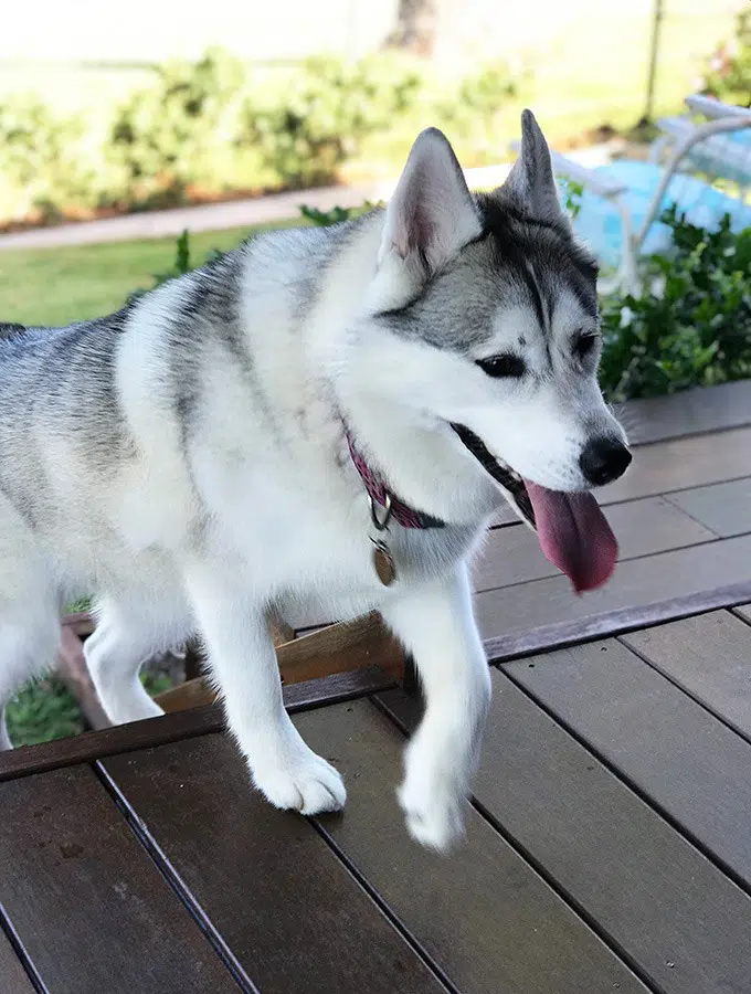 harley the husky from belly rumbles running up the back stairs at the dog house accommodation port macquarie