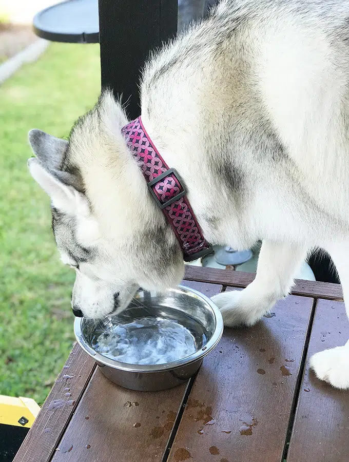 harley the husky from belly rumbles drinking from a water bowl on the deck of the dog house accommodation port macquarie