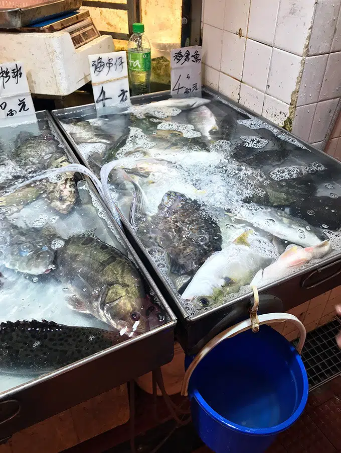 varoious types of fish in a shallow container of water at the red market macao