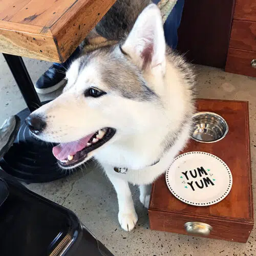 female husky at Maggies Dog Cafe waiting for her breakfast