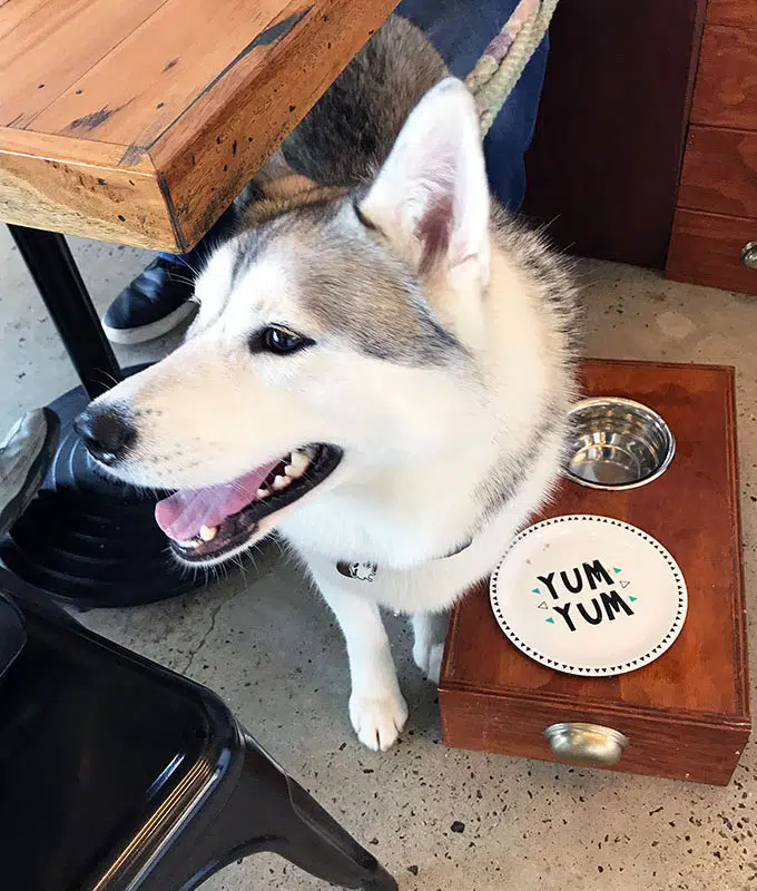 female husky at Maggies Dog Cafe waiting for her breakfast