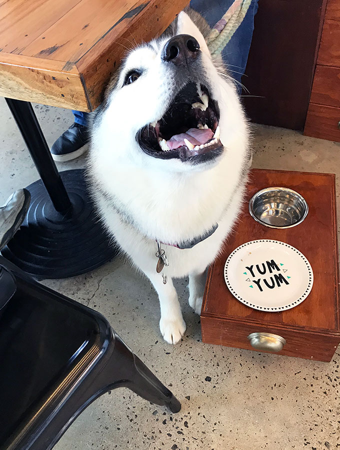 harley the husky at Maggies Dog Cafe waiting for her breakfast