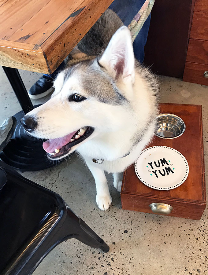 harley the husky at Maggies Dog Cafe waiting for her breakfast