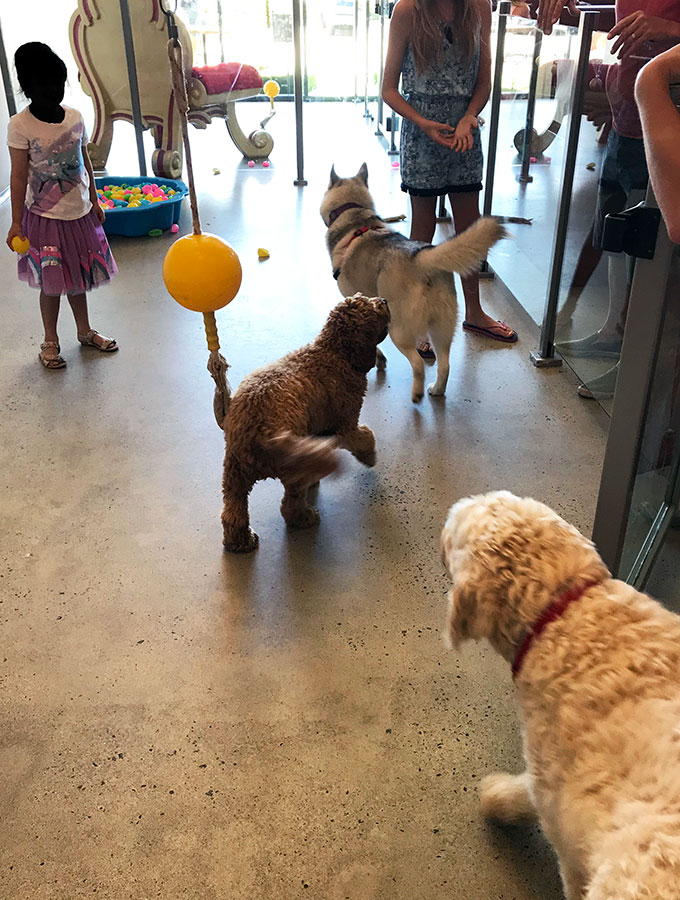 Harley playing wtih two new friends in the dog play area