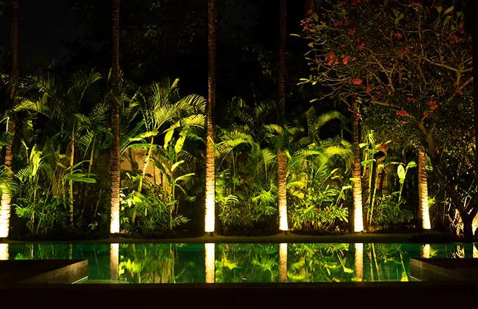 palm trees at night reflecting in the pool