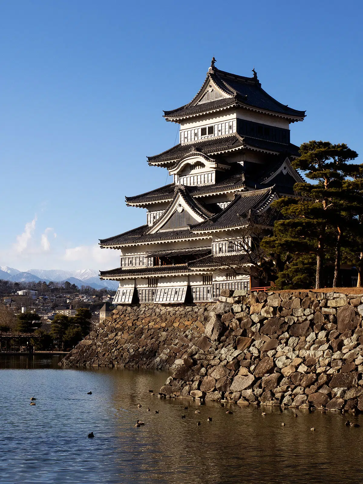 Matsumoto castle with moat and ducks