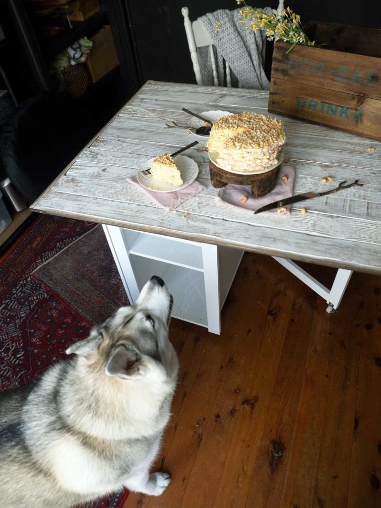 Harley the husky watching the cake being photographed