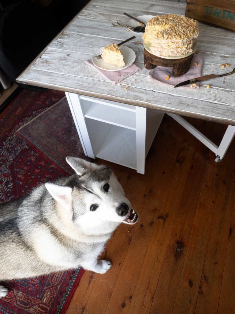 harley the super husky looking up at the camera - a behind the scenes shot while photographing the cake