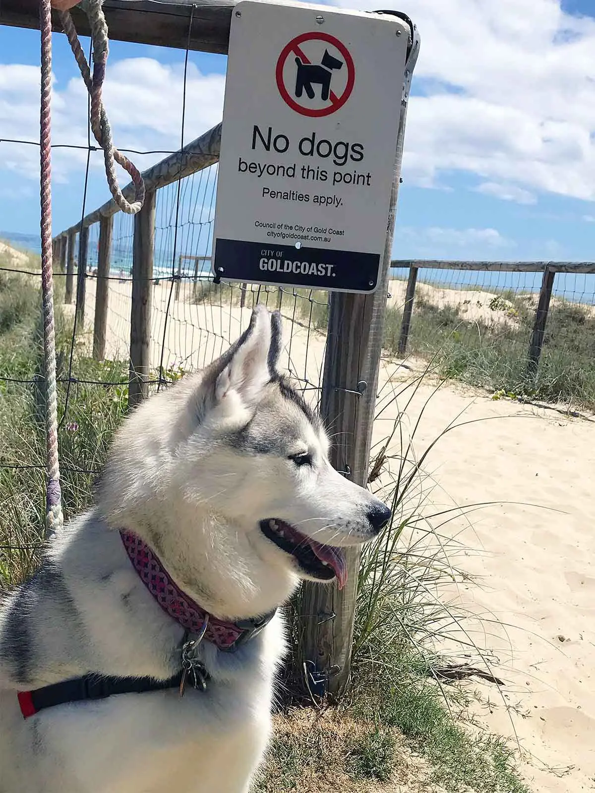 dog sitting near no dogs on the beach sign