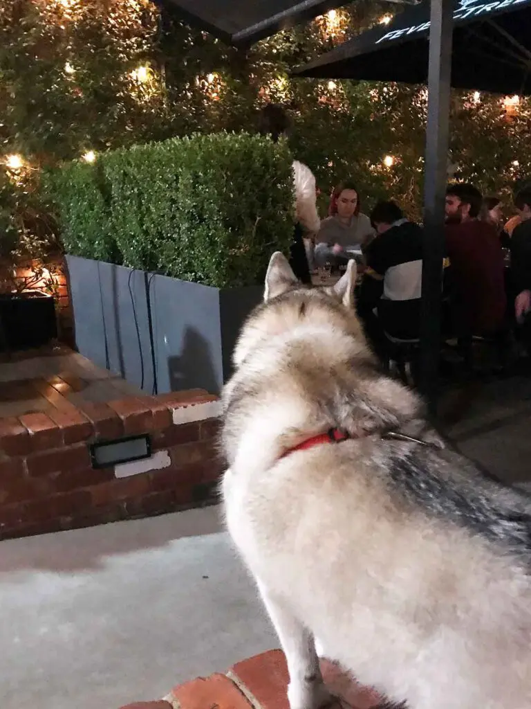 harley standing near the walkway looking at people