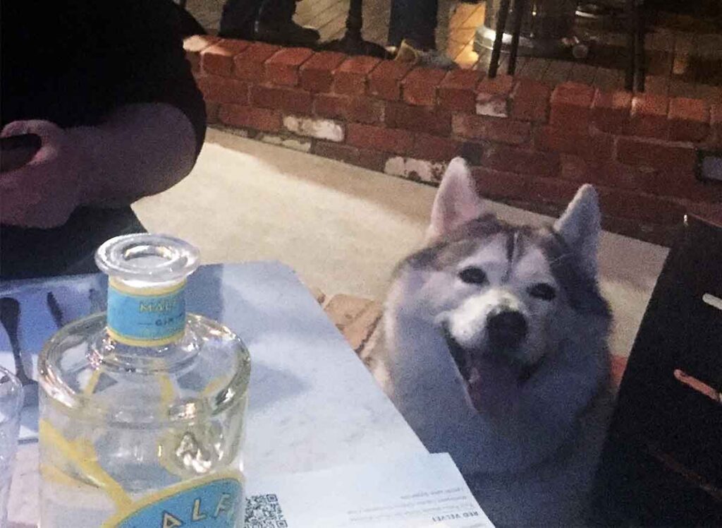harley looking very happy at the table