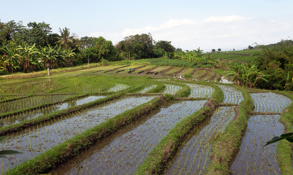 rice paddies Bali