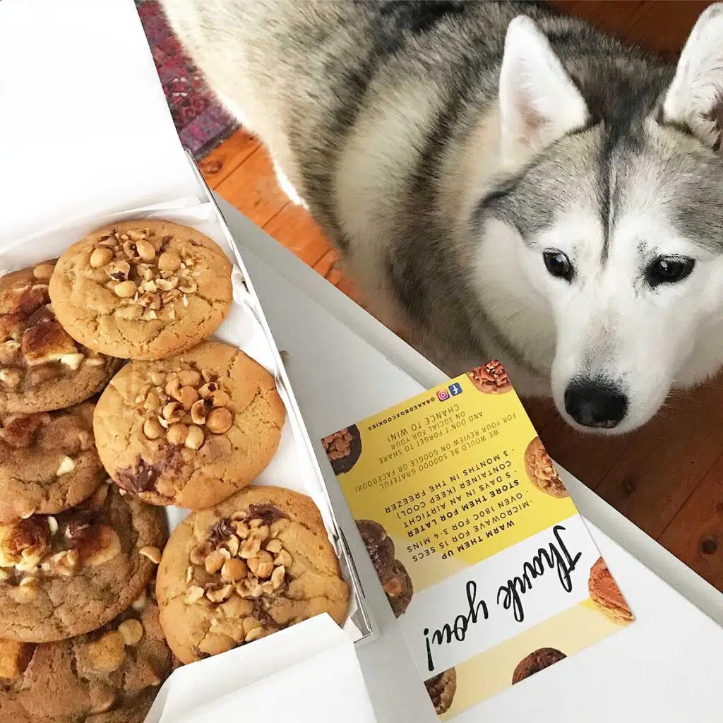 harley looking at a cookie delivery from the baked box