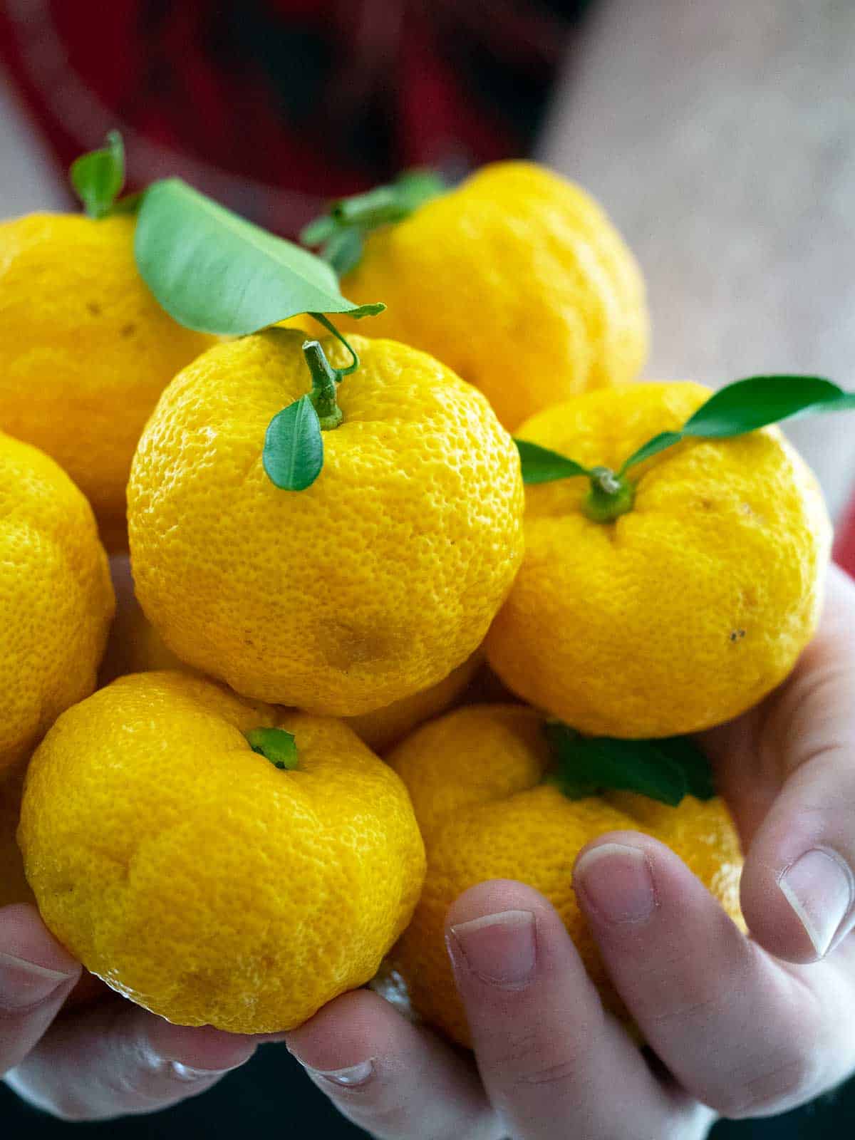 A person holding a bundle of yuzu in their hands.