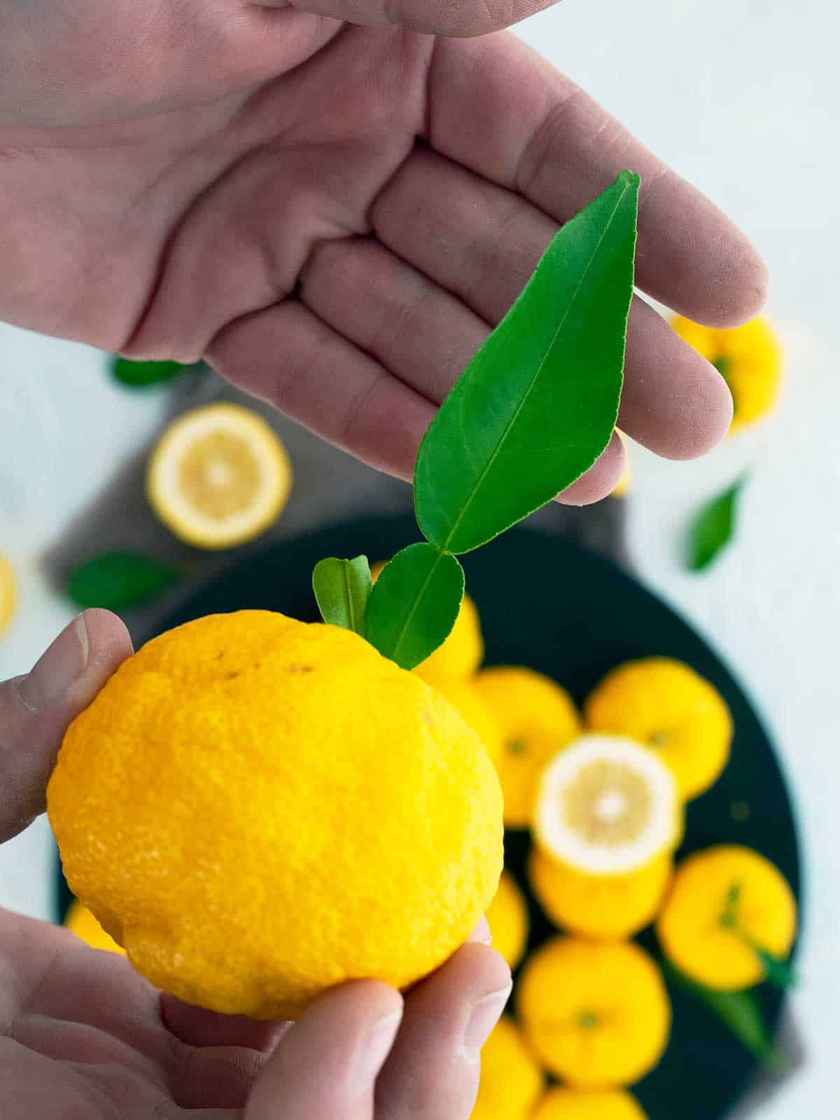 A person highlighting the leaf of a yuzu.