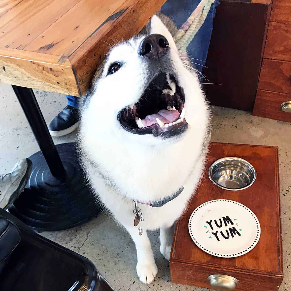 Happy husky next to a plate that says yum yum.