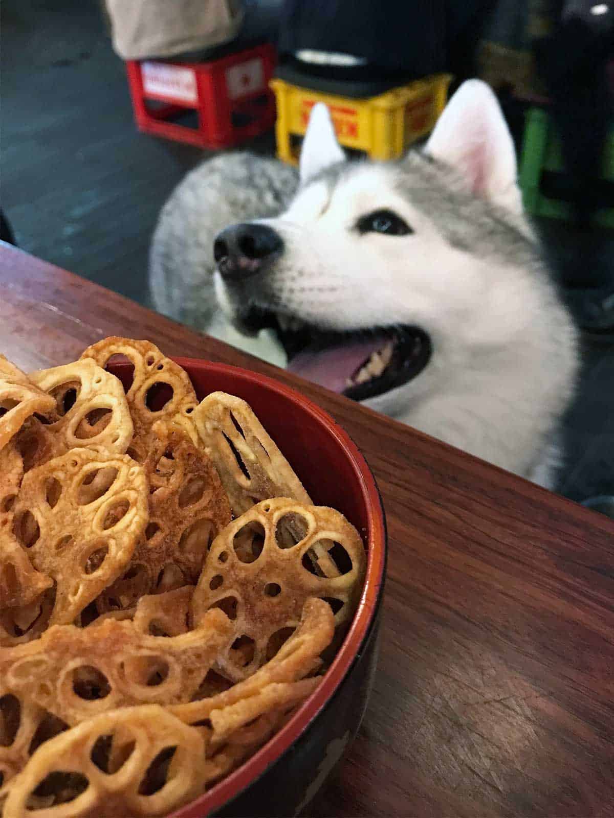 Lotus chips and a smiling husky.